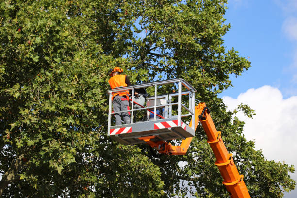 Best Tree Pruning Services  in Skidway Lake, MI